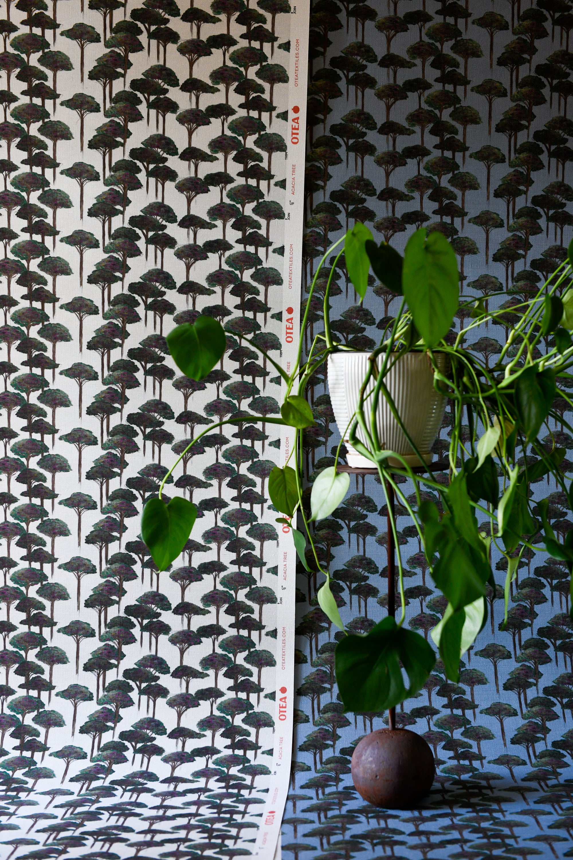 Umbrella Pine Wallpaper, Rumba